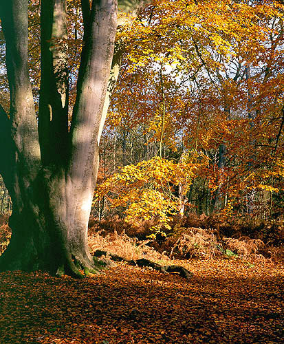 Autumn woodland at Felbrigg Park