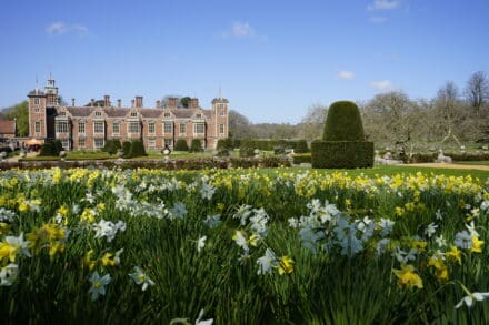 Daffodils at Blickling Hall Gardens