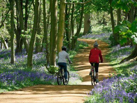 Cyclists in bluebell woods Blickling Norfolk