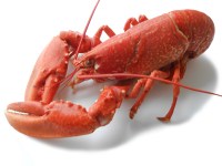 A lobster